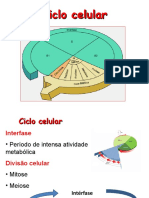 Aula Divisão Celular - Mitose e Meiose