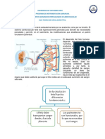 Guia Teorica de Circulacion Fetal