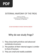 External Anatomy of The Frog