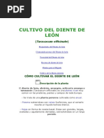 Cultivo Del Diente de León