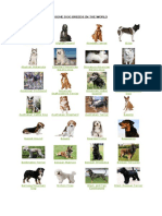 1.dog Breeds PDF