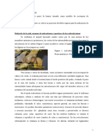 Necropsia en Perro PDF