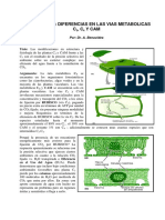 Fotosintesis C3, C4 y CAM PDF