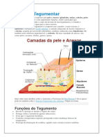 Sistema Tegumentar