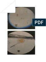 Protozoarios, Bacteria