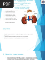 Hormonas Corticosuprarrenales