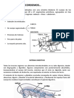 Anatomia