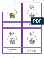 Aparato Digestivo Letra Ligada PDF