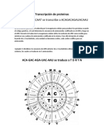 TranscriPción de Proteínas