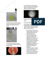 Extraccion de ADN 4