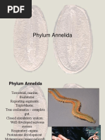 Phylum Annelida 3