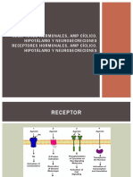 Receptores Hormonales%2c AMP Cíclico