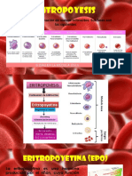 Eritropoyesis