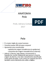 Anatomia Pele