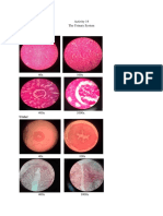 Kidney: Activity 14 The Urinary System