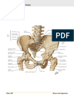 Bony Framework of Pelvis : Plate 330 Bones and Ligaments