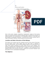 Anatomy and Physiology: Location and Basic Structure of The Kidneys