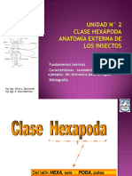 Clase Hexápoda Anatomía Externa de Los Insectos