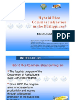 Hybrid Rice Philippines 2