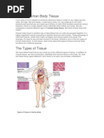 What Is Human Body Tissue PDF