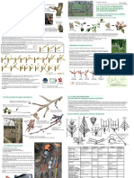 Taille Des Arbres Fruitiers Techniques