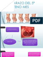 El Embarazo Del 5° Al Noveno Mes