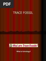 Trace Fossil1