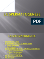 La Spermatogenese