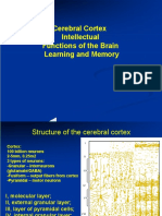 Cerebral Cortex Intellectual Functions of The Brain Learning and Memory