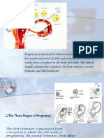 Stages of Pregnancy