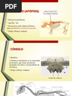 Practica 1 Generalidades y Esqueleto Axial 3