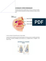 Anatomía y Fisiologia de Otorrinolaringología