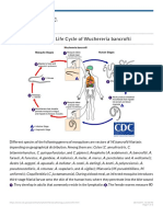 CDC - Lymphatic Filariasis - Biology - Life Cycle of Wuchereria Bancrofti