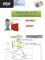 Anabolismo de Los Carbohidratos PDF