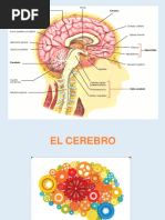 Bases Biologicas Dela Inteligencia