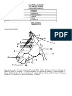 Aula Pratica de Equinos 1