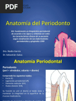 2 Anatomia Periodontal