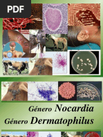 Nocardia y Dermatophilus