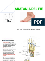 Anatomìa Del Pie - Nuevo