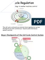 Cell Cycle Regulation