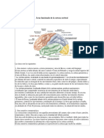 Áreas Funcionales de La Corteza Cerebral