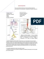 Aparato Respiratorio