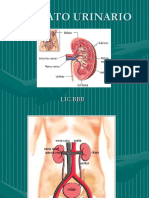 Aparato Urinario