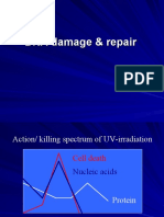 DNA Damage & Repair