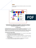 Traduccion, Codigo Genetico Biologia