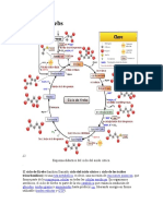 Ciclo de Krebs