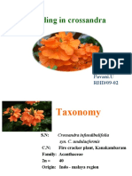 Breeding in Crossandra