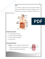 El Aparato Digestivo