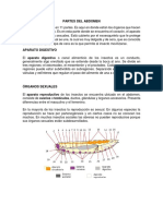 Partes Del Abdomen