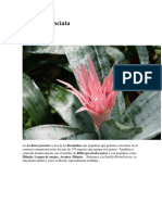 Aechmea Fasciata